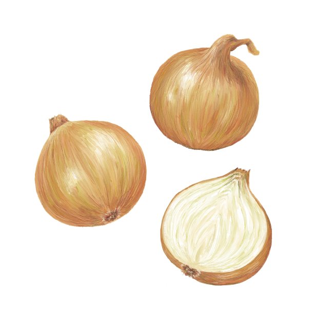 洋葱图片下载