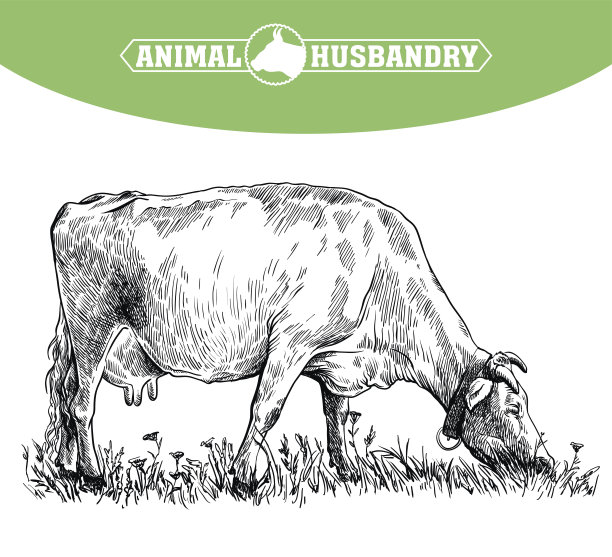 饲养奶牛。畜牧业。牲畜插图上的白色图片下载