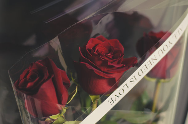 窗前的礼品盒里装着三朵红玫瑰。红玫瑰图片下载
