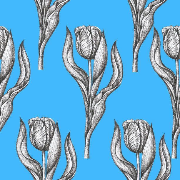 郁金香图案孤立的花卡蓝色背景图片下载