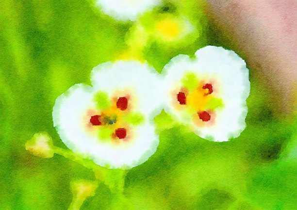 白花水彩画图片下载