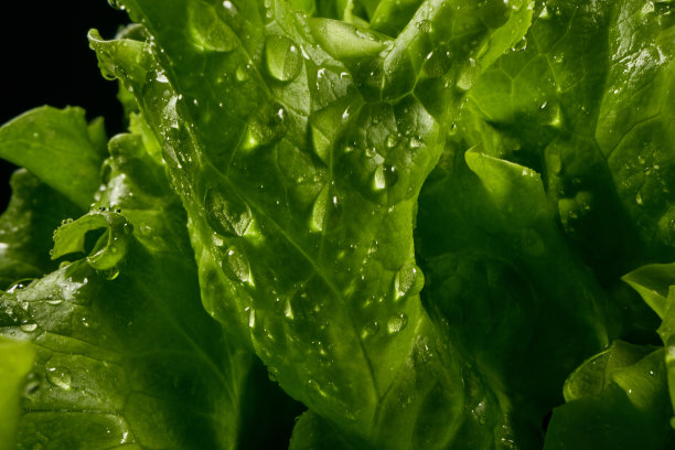 刚洗过的生菜图片下载