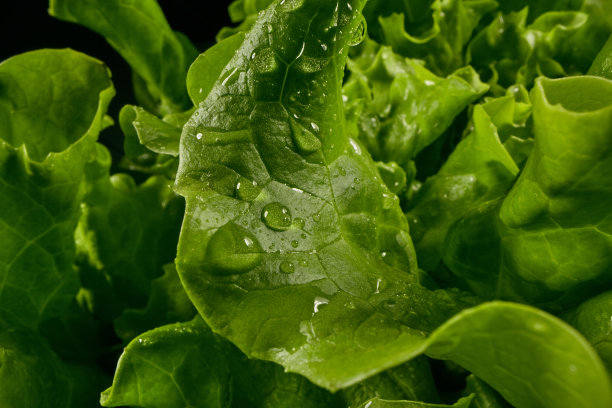 刚洗过的生菜图片下载