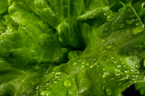 刚洗过的生菜图片下载