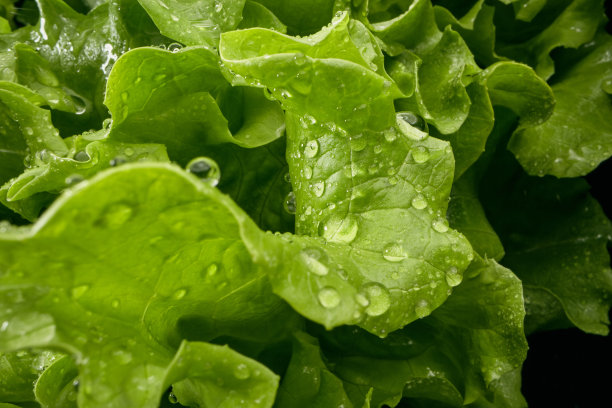 刚洗过的生菜图片下载