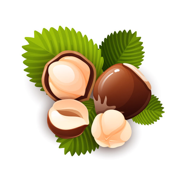 榛子组成，不同的陈述。完整的和开裂的坚果，去壳的和生的果仁。适用于标签、贴纸、包装设计。矢量插图卡通风格，对象组，孤立在白色图片下载