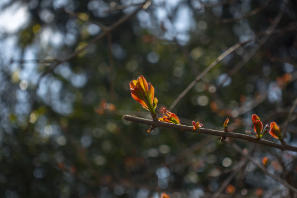 春笋在石榴枝上图片下载