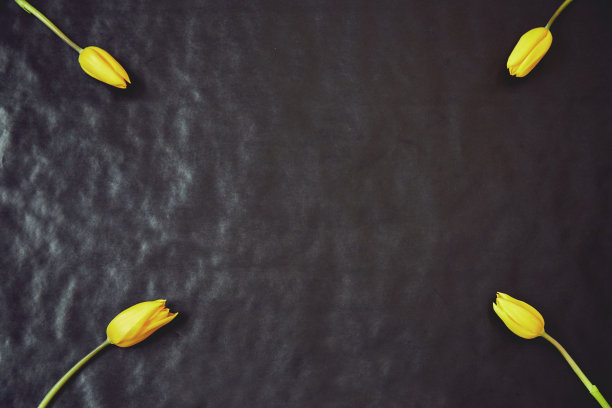 黑色背景上的郁金香。春天的概念。图片下载