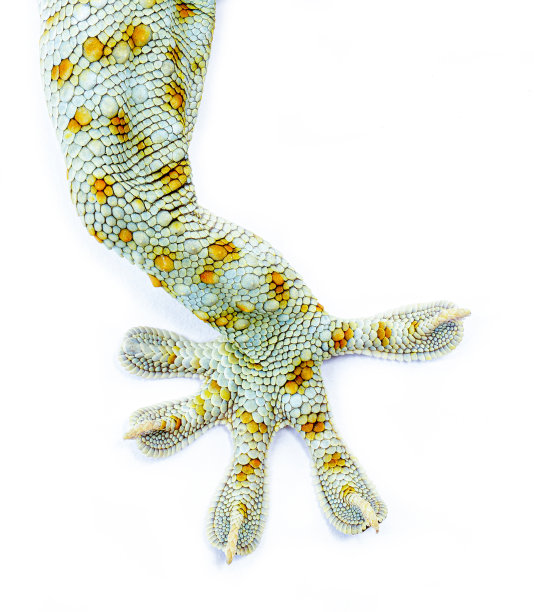 靠近壁虎腿，手指孤立壁虎白色背景图片下载