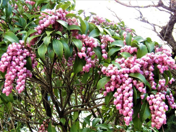 日本。3月。春天的肖像。图片下载