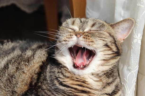 猫打哈欠带着一个笑脸。图片下载