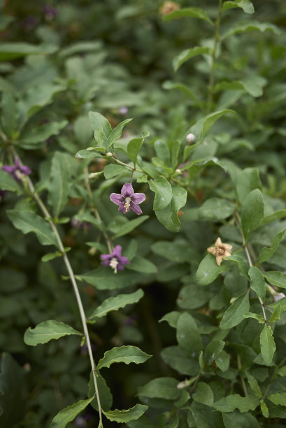 莱西姆 · 奇嫩塞图片下载