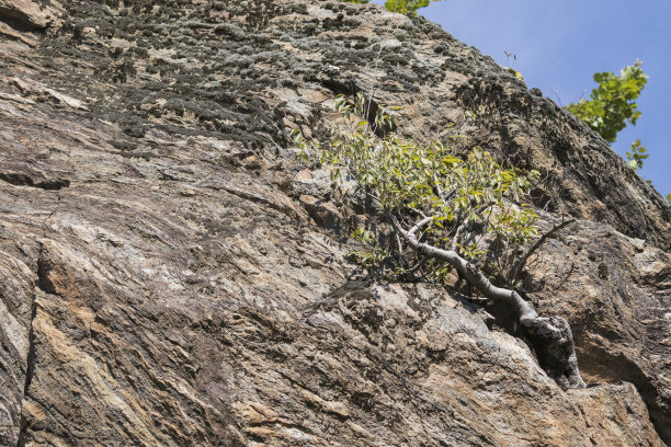 由岩石组成的树图片下载