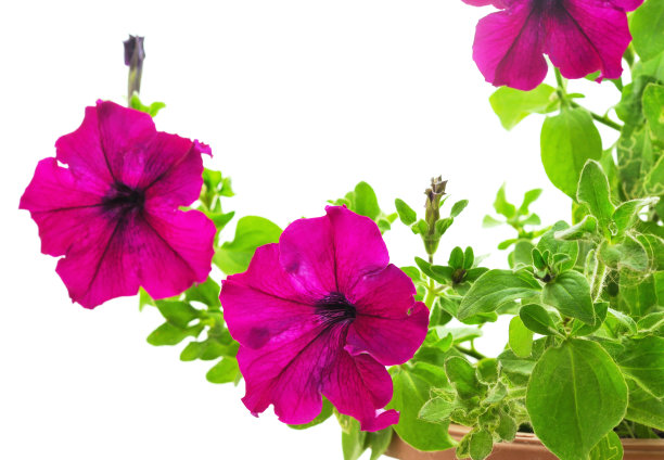 花盆里的紫色矮牵牛花。图片下载