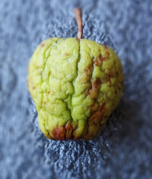 苹果果实收缩图片下载