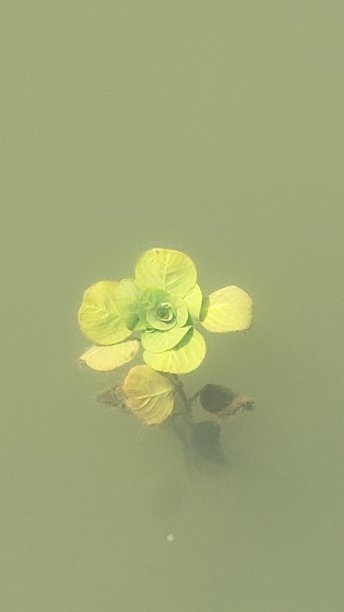 水生植物图片下载