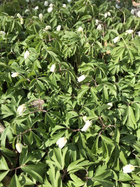 公园里的第一朵春花。春天，自然，美丽，春天的背景，空气，季节，气候，天，太阳，草，许多，花，自然照片。图片下载