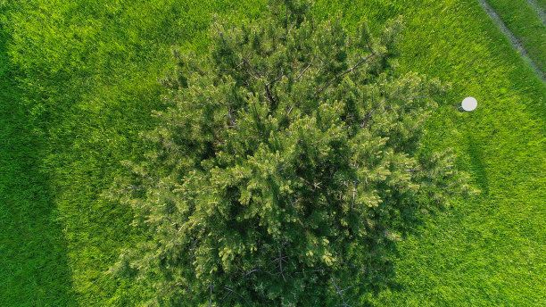 从天上看的树图片下载