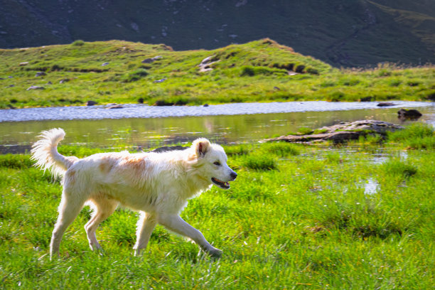 罗马尼亚喀尔巴阡山脉绿色草地上的牧羊犬图片下载