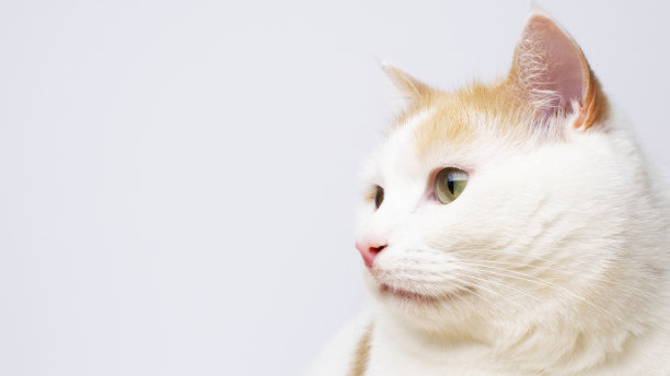 可爱的白猫肖像在白色的背景与复制空间。横幅图片下载