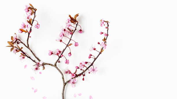 樱花盛开，粉红色樱花盛开图片下载