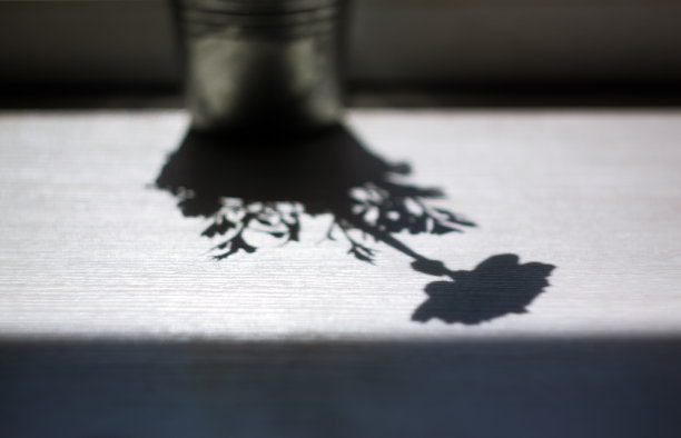 一朵花的影子，毛茛，玫瑰在窗台上的花盆里。抽象,复制空间。单色。黑色和白色图片下载