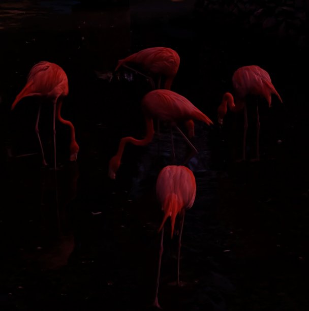 一群火烈鸟在它们的栖息地图片下载