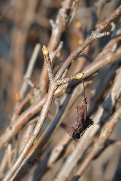 攀登绣球花的树枝图片下载