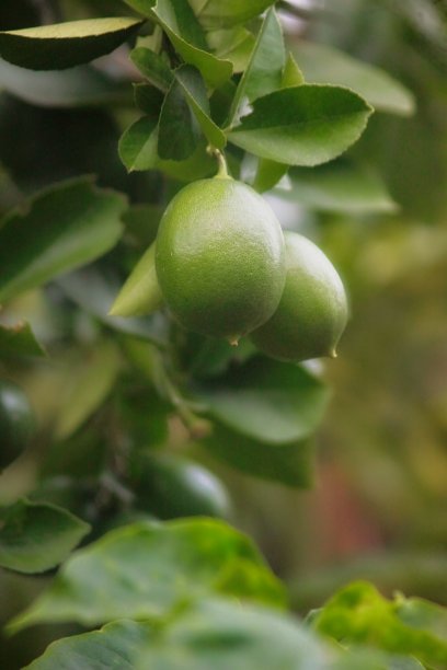 在叶枝上的柠檬图片下载