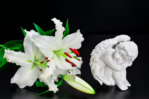 白色的天使百合花在黑色的背景图片下载