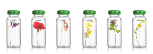 FLORITERAPIA和BACH疗法-自然疗法。图片下载