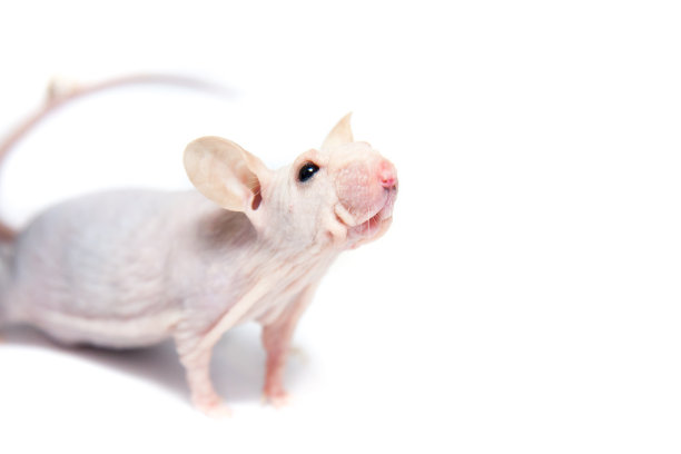 可爱好奇的nunu无毛老鼠在一个工作室在一个白色的背景图片下载