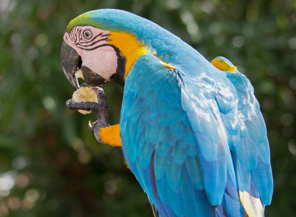 金刚鹦鹉的肖像素材图片