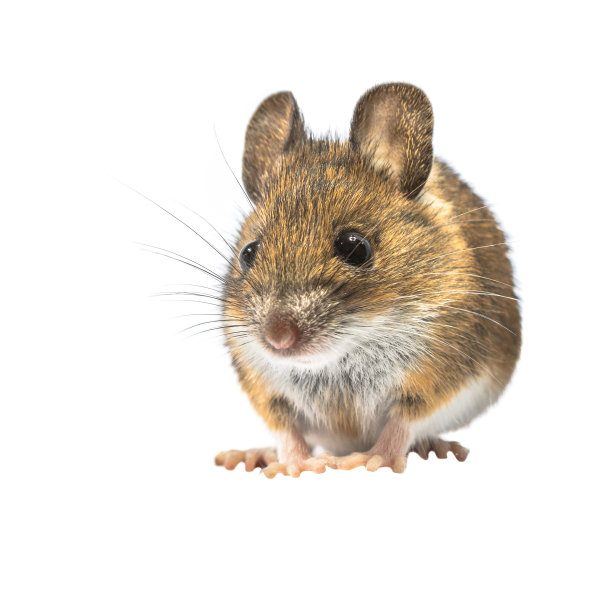 可爱的鼠标孤立在白色的背景图片下载