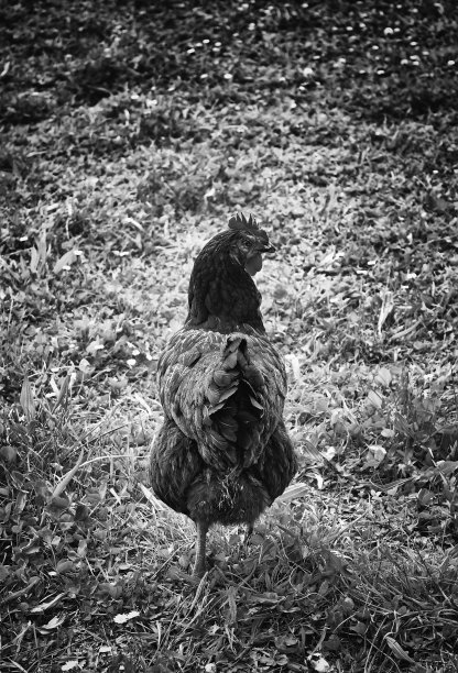 公鸡的羽毛图片下载