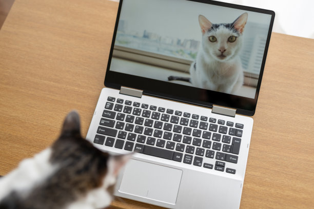 猫咪视频通话图片下载