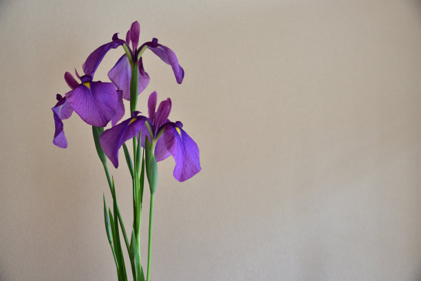 鸢尾装饰艺术图片下载