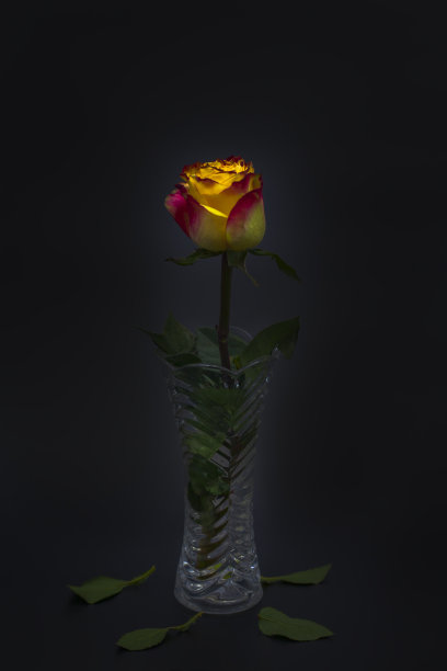 一只美丽的玫瑰与黄红色的特写在一个黑色和蓝色的背景，在一个花瓶图片下载
