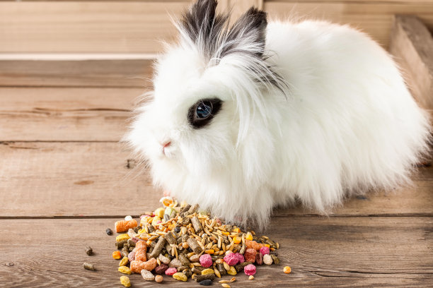 可爱的兔子图片素材ID：354636666