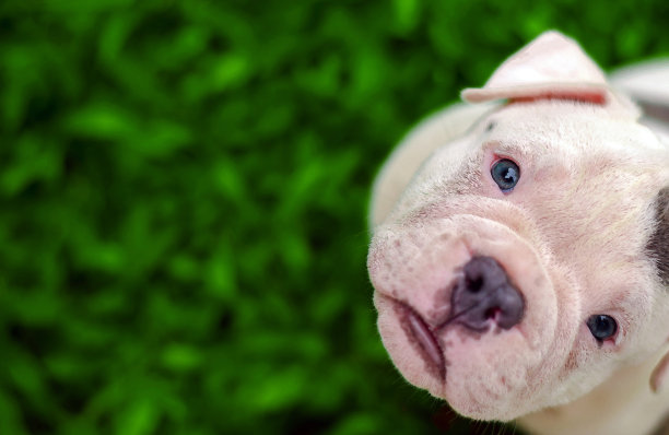 美国小霸王犬在草地上繁殖的水彩画与复制空间。图片下载