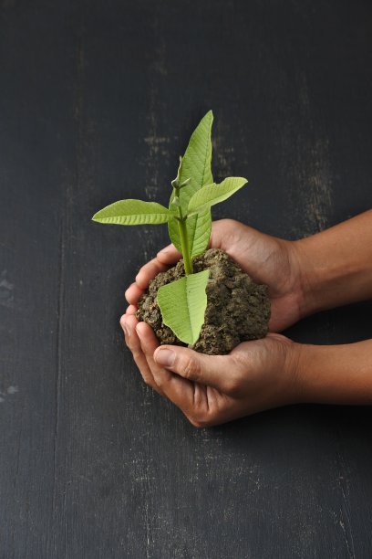 在黑色的背景上，手握植物芽图片下载