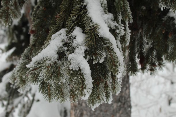 雪在树上图片下载