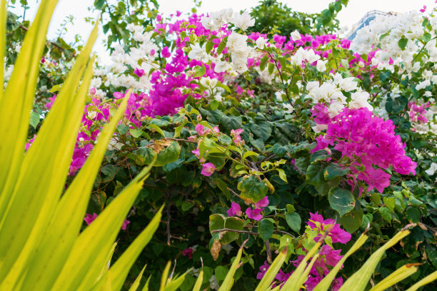 热带公园里绿叶衬托下的粉色花朵图片下载