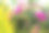 热带公园里绿叶衬托下的粉色花朵图片下载