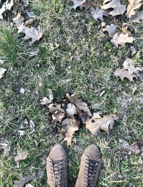 棕色运动鞋在树叶和草的背景上。抽象照片，独家，季节，秋，春，草，枯叶，树，创意。图片下载