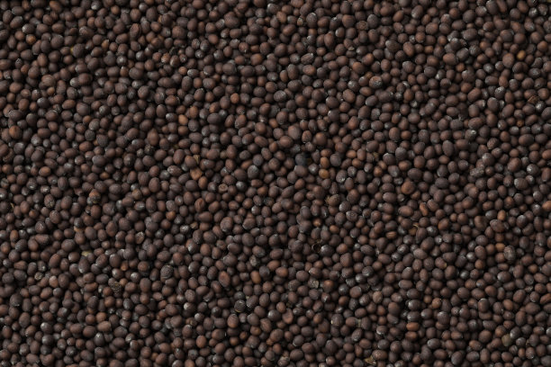 黑芥子图片下载