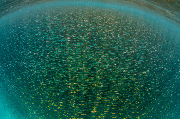 成群的诱饵鱼在清澈的蓝色海洋图片下载