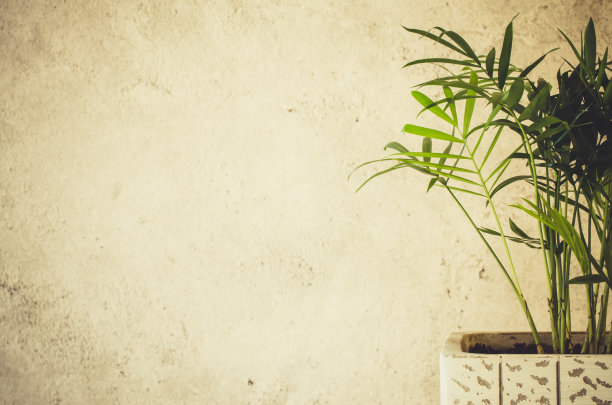 灰色混凝土墙附近的盆栽羊驼草。图片下载