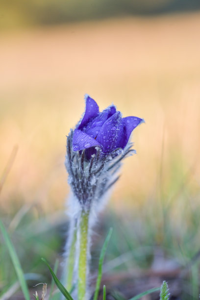 欧洲白头翁图片，拉丁文白头翁属。bohemika盛开。捷克共和国非常稀有和受保护的嫩枝花，生长在草地上。第一批春花之一图片下载