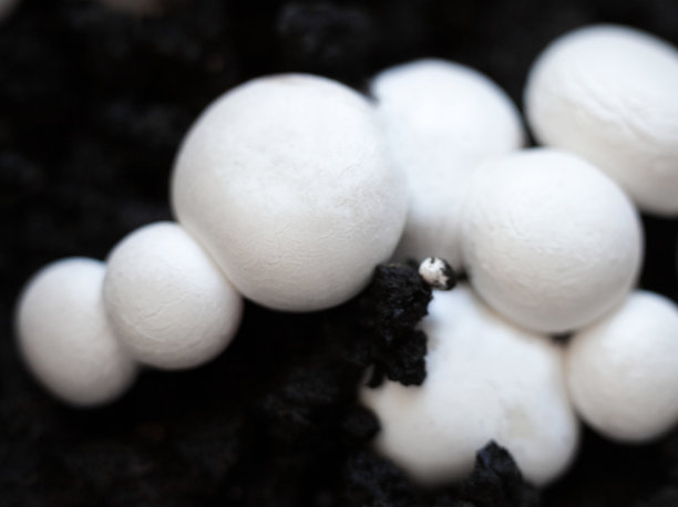 地上的草菇图片下载